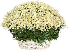 Цветочная композиция из Ромашки в корзине #REPLACE_PRED# Заветном Краснодарского края